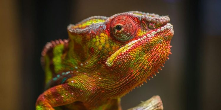 chameleon: reptile with yellow, red and green colours