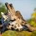 Giraffe head with kind eyes