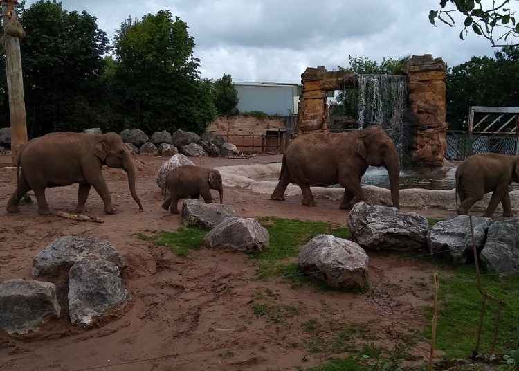 two adult and two younger elephants waking in an enclosure