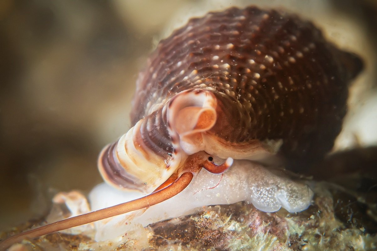Big win for a small snail: Cumia intertexta named Mollusc of the Year