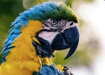 A parrot with blue and yellow feathers