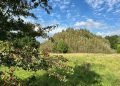 Ryebank Fields: grassy field with trees around it